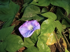 Ipomoea nil