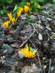 Calocera viscosa