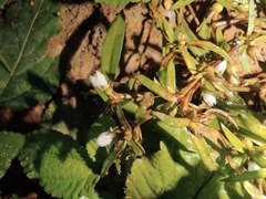 Scleromitrion diffusum