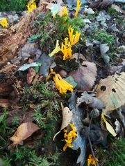 Calocera viscosa