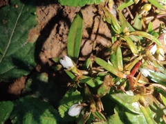 Scleromitrion diffusum