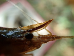 Macrobrachium laevis