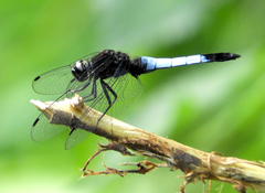 Orthetrum triangulare