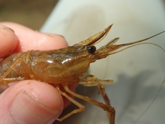 Macrobrachium laevis
