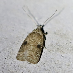 Agonopterix propinquella
