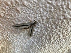 Theretra silhetensis