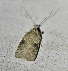 Agonopterix propinquella