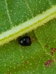 Cryptolaemus montrouzieri