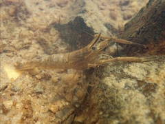 Macrobrachium laevis