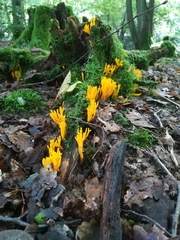 Calocera viscosa