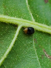 Cryptolaemus montrouzieri