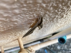 Theretra silhetensis