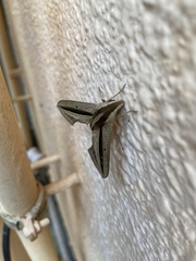 Theretra silhetensis