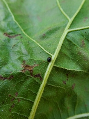 Cryptolaemus montrouzieri