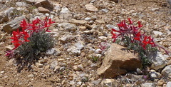 Astragalus coccineus