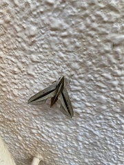 Theretra silhetensis