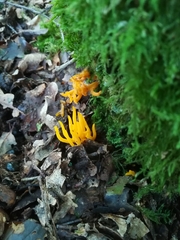 Calocera viscosa