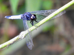 Orthetrum triangulare