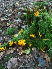 Calocera viscosa