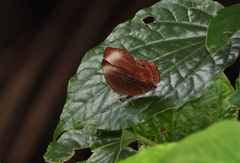 Abisara saturata kausambioides