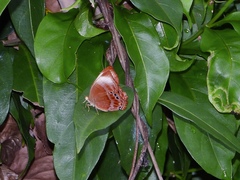 Abisara saturata kausambioides