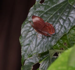 Abisara saturata kausambioides