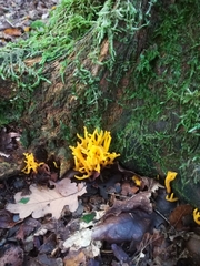 Calocera viscosa