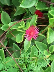 Mesembryanthemum cordifolium