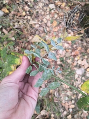 Erysiphe astragali