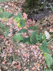 Erysiphe astragali