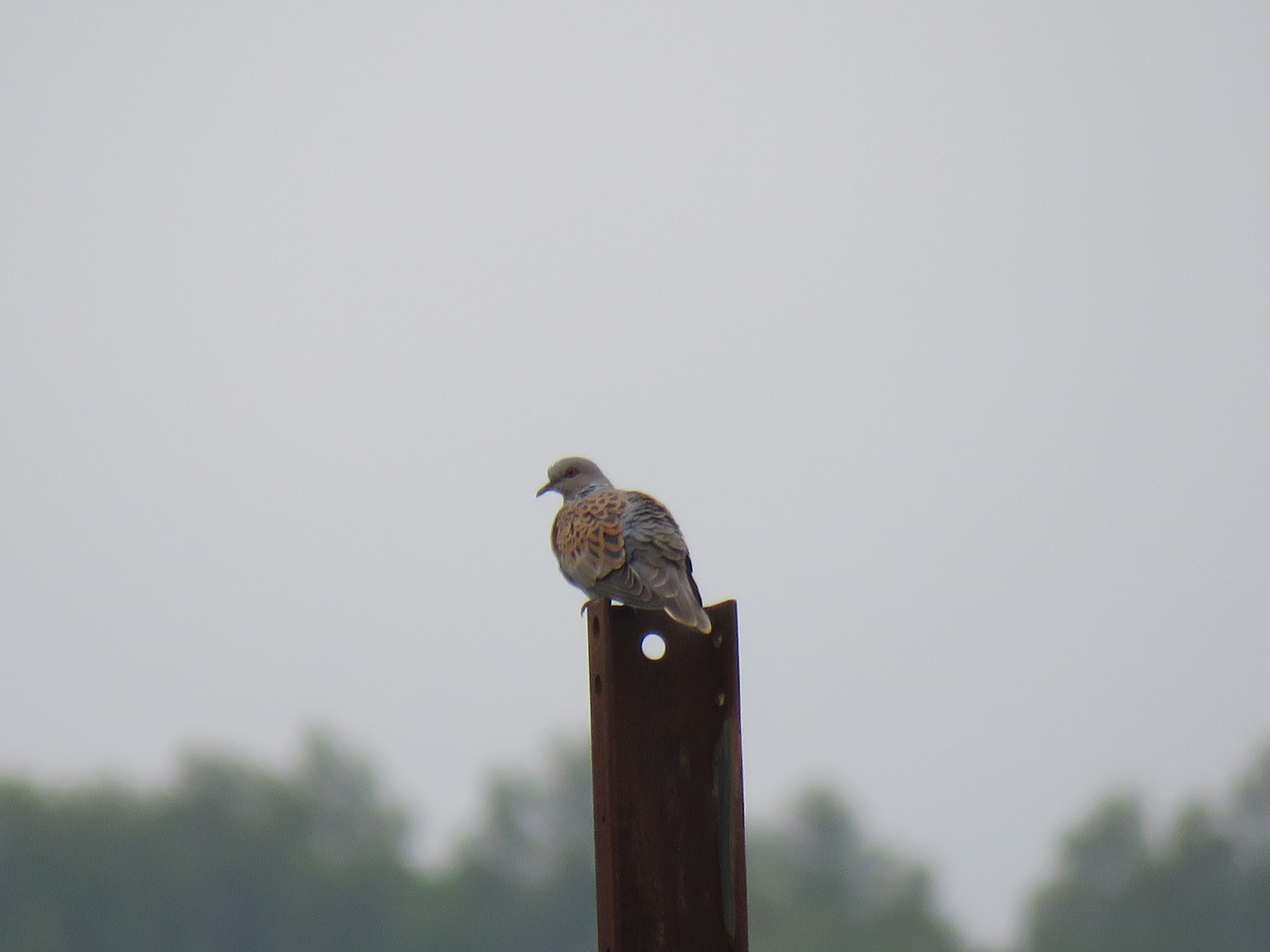European Turtle Dove