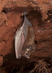 Emballonuridae