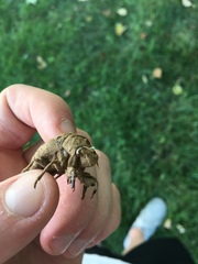 Cicadidae