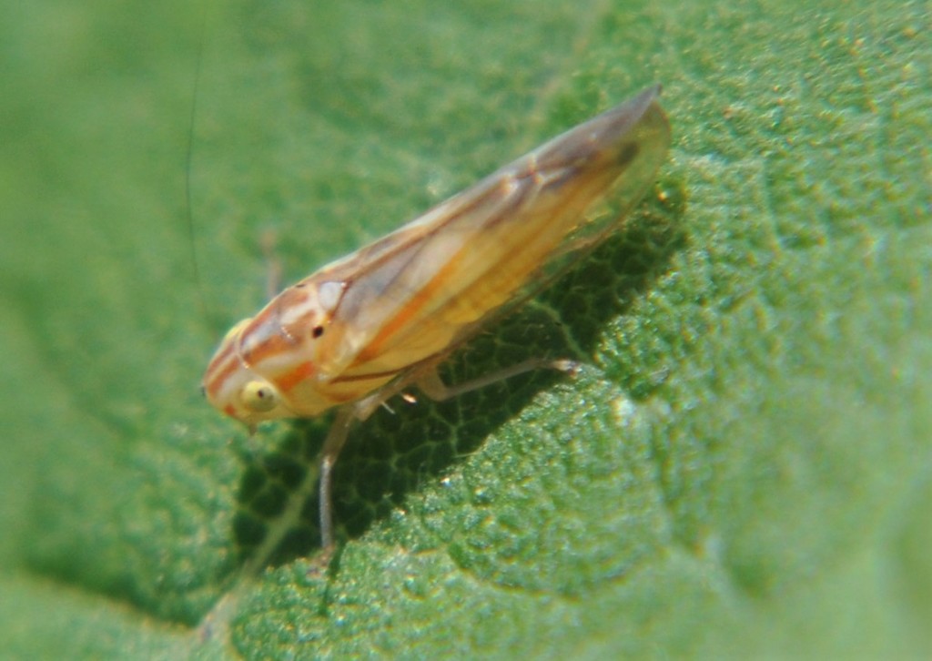 Neocoelidia hyalina