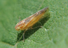 Neocoelidia bilobata