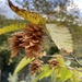 European Hop-Hornbeam - Photo no rights reserved, uploaded by carquo