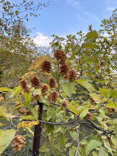 European Hop-hornbeam