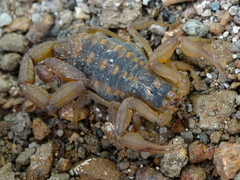 Centruroides baldazoi