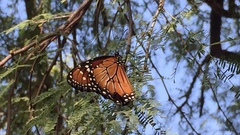 Danaus eresimus