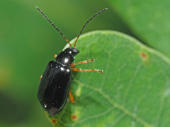 Luperus longicornis