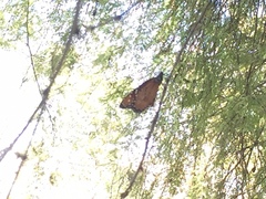 Danaus eresimus