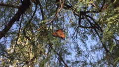 Danaus eresimus