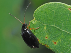 Luperus longicornis