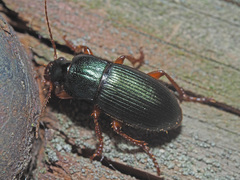 Ophonus laticollis