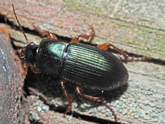 Ophonus laticollis