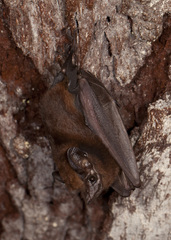 Emballonuridae