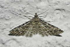 Alucita desmodactyla
