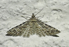Alucita desmodactyla