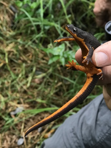 Rough-skinned Newt, Lake Merced, San Francisco, CA, US, photo 5 of 10