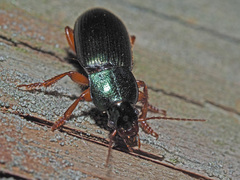 Ophonus laticollis